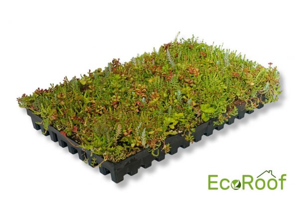 Lichtgewicht sedum cassettes per m2 4 Lichtgewicht sedum cassettes per m2 - Afbeelding 4